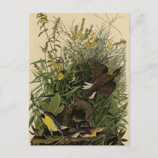 Meadow Lark van de Amerikaanse vogels van Audubon Briefkaart (Voorkant)