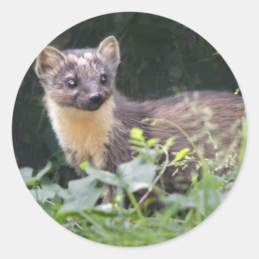 Meadow Marten Stickers (Voorkant)
