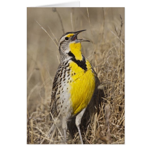 Meadowlark occidental (Strunella négligecta) (Devant)