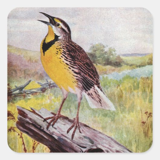 Meadowlark op een tak vierkante sticker (Voorkant)