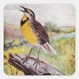Meadowlark op een tak vierkante sticker