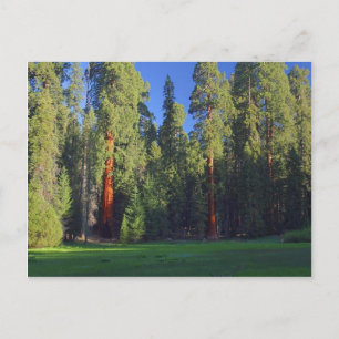 Meadows Sequoia Briefkaart