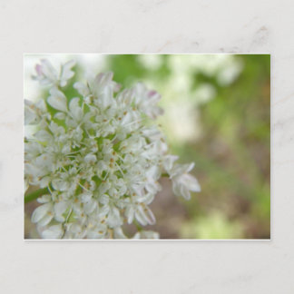 Meadowweet Briefkaart