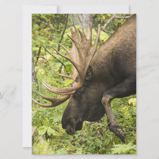 Meandering Moose (Voorkant)