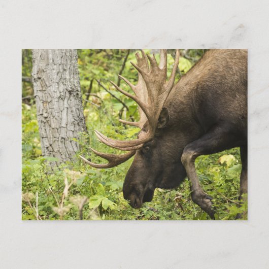 Meandering Moose Briefkaart (Voorkant)
