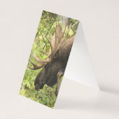 Meandering Moose Kaart (Achterkant)