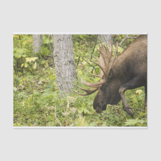 Meandering Moose Tissuepapier (Voorkant)