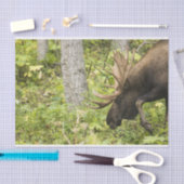 Meandering Moose Tissuepapier (Craft)