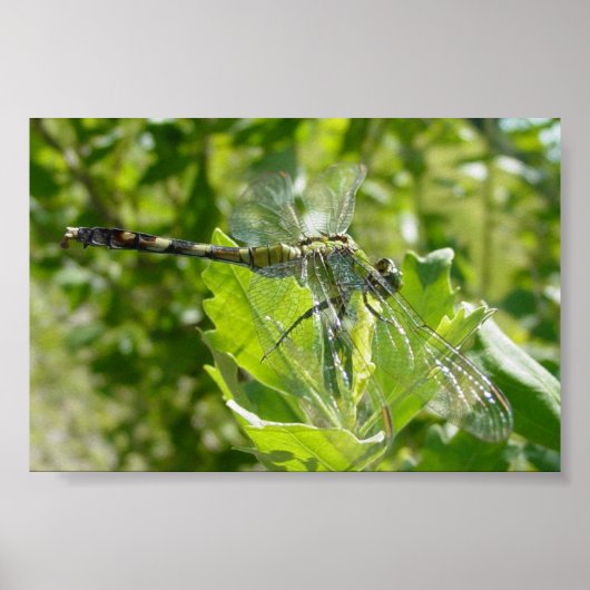 Mebourne Dragonfly Poster (Voorkant)