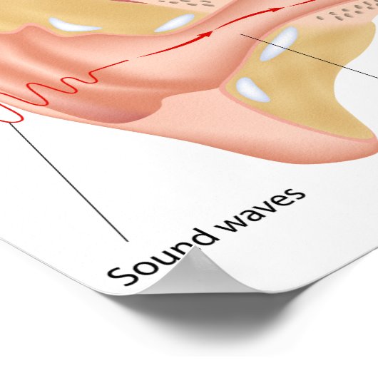 Mécanisme d'audition Poster (Coin)