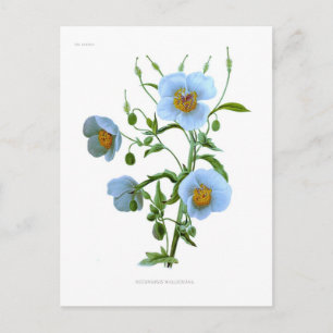 Meconopsis (blauwe papaver) briefkaart