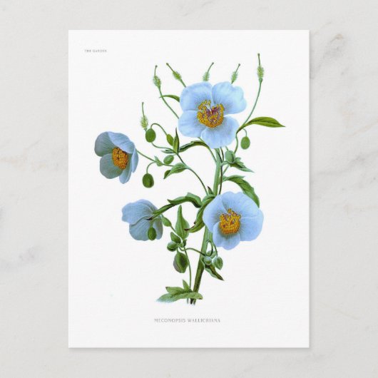 Meconopsis (blauwe papaver) briefkaart (Voorkant)