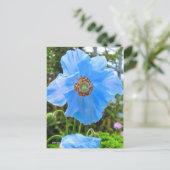 Meconopsis grandis [Briefkaart] ポ ト カ ー ド Briefkaart (Staand voorkant)