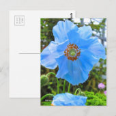 Meconopsis grandis [Briefkaart] ポ ト カ ー ド Briefkaart (Voorkant / Achterkant)