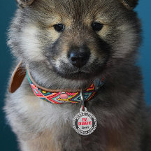 Alerte Médicale pour Animal de Compagnie Diabétiqu