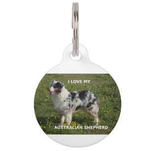 Médaillon Pour Animaux berger australien blue merle amour w photo