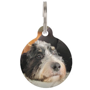 Médaillon Pour Animaux Bernedoodle