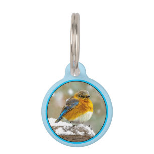 Médaillon Pour Animaux Bleuet de l'Est en neige - Photo originale