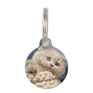 Médaillon Pour Animaux British shorthair, Chatons, Animal de compagnie