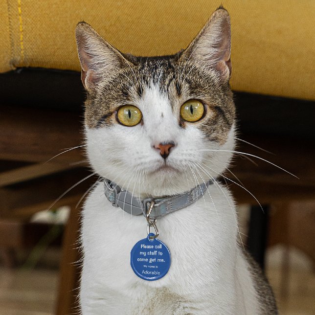 Médaillon Pour Animaux Chat, Kitten Balise perdue, Petite balise d'ID d'a (Créateur téléchargé)