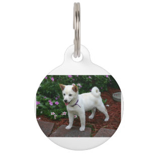 Médaillon Pour Animaux chiba-inu-crème