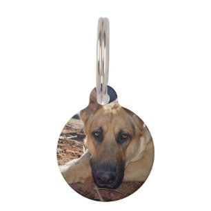 Médaillon Pour Animaux Chien Allemand Chepherd'élevage Naps, Tag