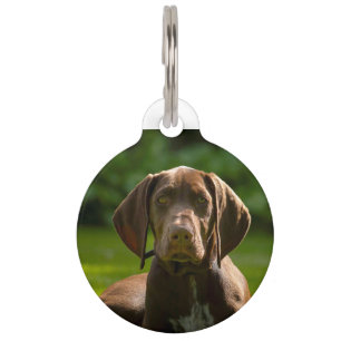 Médaillon Pour Animaux Chien Braque Allemand.