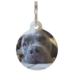 Médaillon Pour Animaux Chien Brown Editable de Pitbull