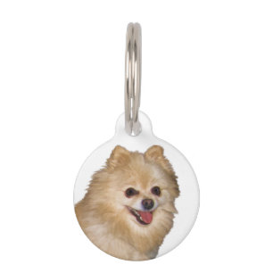 Médaillon Pour Animaux Chien Brown et blanc de Pomeranian