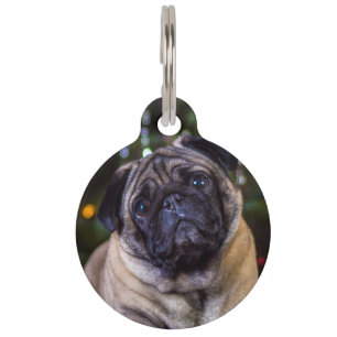 Médaillon Pour Animaux Chien Carlin.