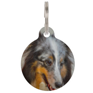 Médaillon Pour Animaux Chien de berger des Shetland.