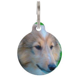 Médaillon Pour Animaux Chien de berger des Shetland.