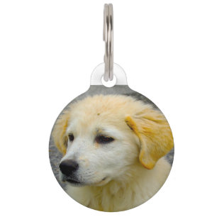 Médaillon Pour Animaux Chien de berger Maemmar.