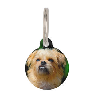 Médaillon Pour Animaux Chien Griffon