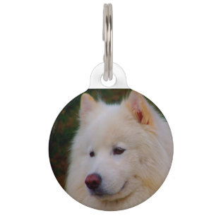 Médaillon Pour Animaux Chien Husky Samoyède.