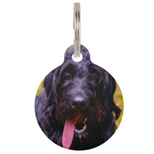 Médaillon Pour Animaux Chien Labradoodle.