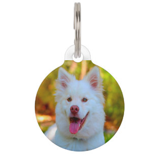 Médaillon Pour Animaux Chien Lapphund.