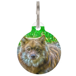 Médaillon Pour Animaux Chien Lapphunds.