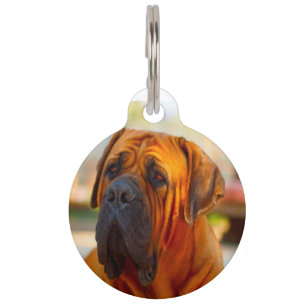 Médaillon Pour Animaux Chien Mastiff.