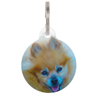 Médaillon Pour Animaux Chien Poméranien.