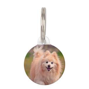 Médaillon Pour Animaux Chien Poméranien.
