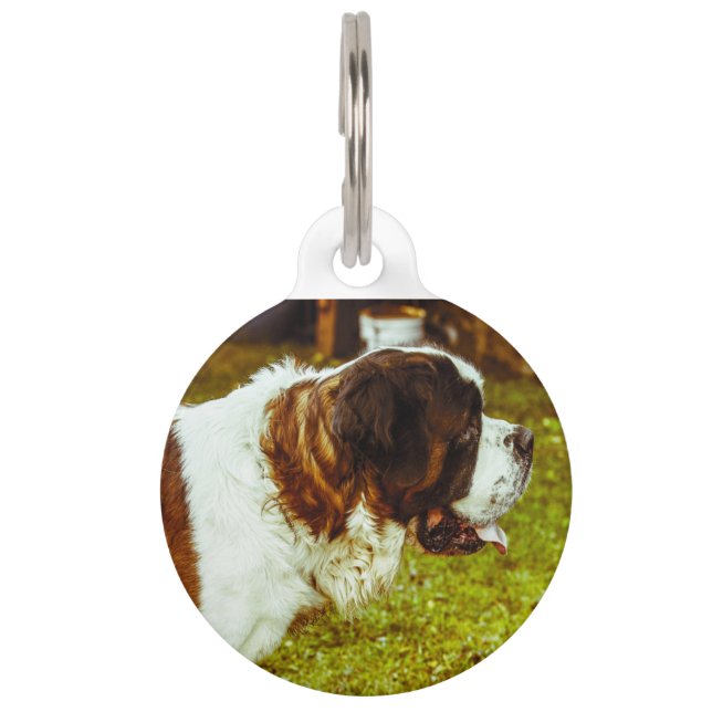 Médaillon Pour Animaux Chien Saint-Bernard. (Devant)