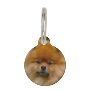 Médaillon Pour Animaux Chien Spitz Poméranien nain.