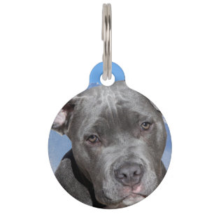 Médaillon Pour Animaux Chien Terrier Pit Bull.