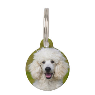 Médaillon Pour Animaux Chiens Caniches.