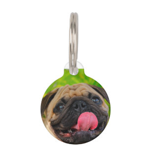 Médaillon Pour Animaux Chiens Carlin.