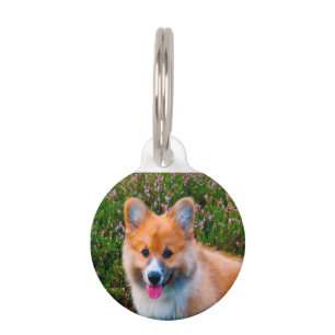Médaillon Pour Animaux Chiens Corgi Gallois.