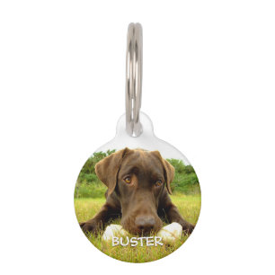 Médaillon Pour Animaux Chocolat Labrador Custom