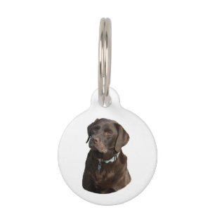 Médaillon Pour Animaux Chocolate Labrador dog photo
