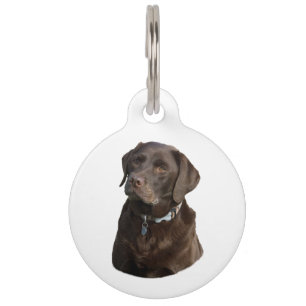 Médaillon Pour Animaux Chocolate Labrador dog photo
